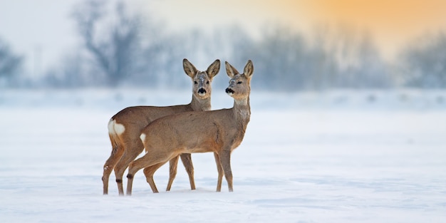 Dos jóvenes corzos de pie sobre la nieve en invierno