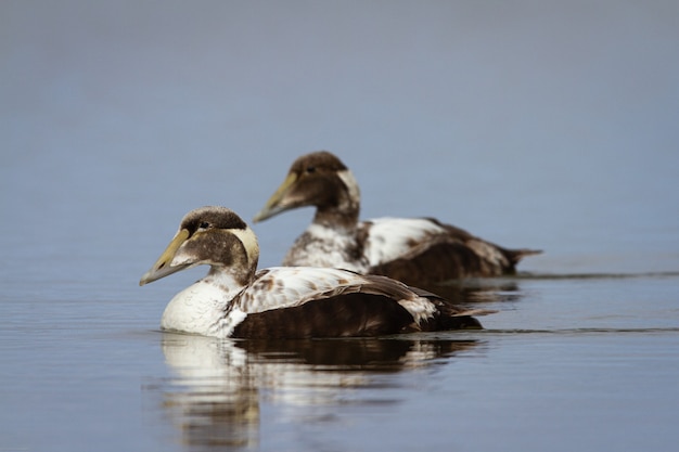 Dos jóvenes machos de patos eider común nadando en un estanque