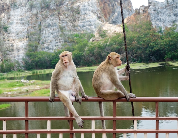 Dos jóvenes monos sentados en el puente ferroviario