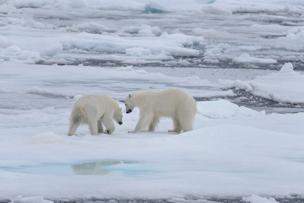 Dos jóvenes osos polares salvajes jugando en hielo en el mar ártico