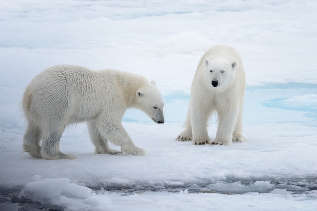 Dos jóvenes osos polares salvajes jugando en hielo en el mar ártico