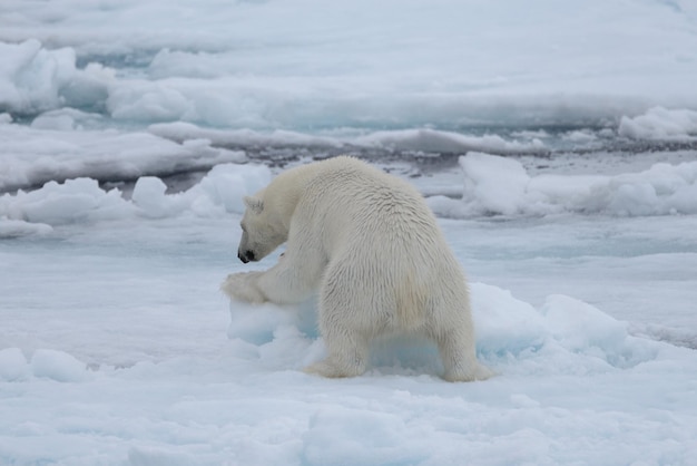 Dos jóvenes osos polares salvajes jugando en hielo en el mar ártico