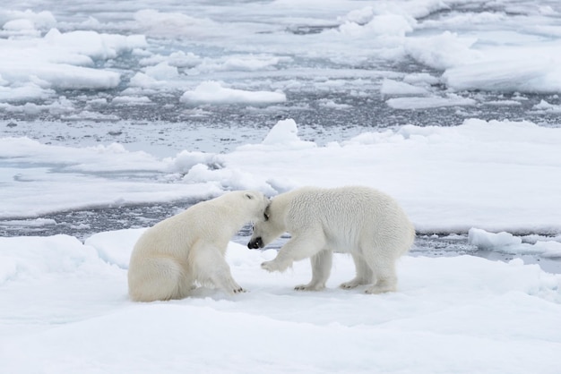 Dos jóvenes osos polares salvajes jugando en hielo en el mar ártico