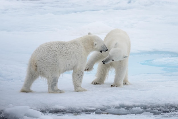 Dos jóvenes osos polares salvajes jugando en hielo en el mar ártico