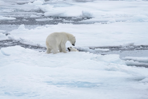 Dos jóvenes osos polares salvajes jugando sobre hielo en el mar Ártico al norte de Svalbard