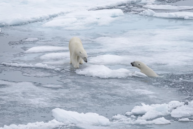 Foto dos jóvenes osos polares salvajes jugando sobre hielo en el mar ártico al norte de svalbard