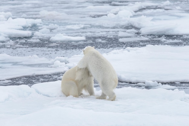 Dos jóvenes osos polares salvajes jugando sobre hielo en el mar Ártico al norte de Svalbard