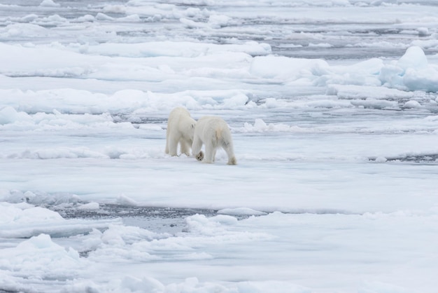 Dos jóvenes osos polares salvajes jugando sobre hielo en el mar Ártico al norte de Svalbard