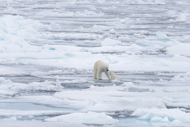 Dos jóvenes osos polares salvajes jugando sobre hielo en el mar Ártico al norte de Svalbard