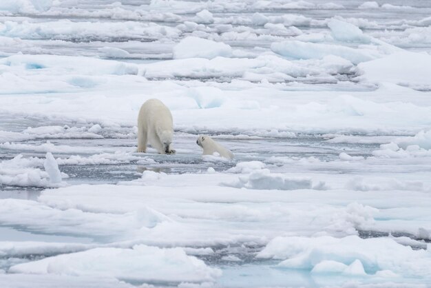 Dos jóvenes osos polares salvajes jugando sobre hielo en el mar Ártico al norte de Svalbard
