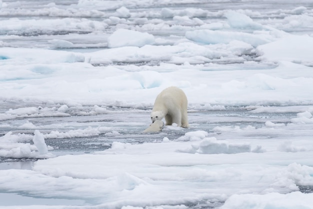 Dos jóvenes osos polares salvajes jugando sobre hielo en el mar Ártico al norte de Svalbard