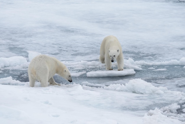 Dos jóvenes osos polares salvajes jugando sobre hielo en el mar Ártico al norte de Svalbard