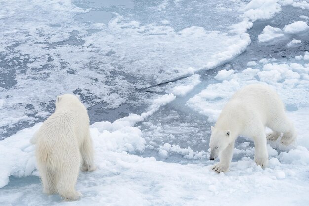 Dos jóvenes osos polares salvajes jugando sobre hielo en el mar Ártico al norte de Svalbard