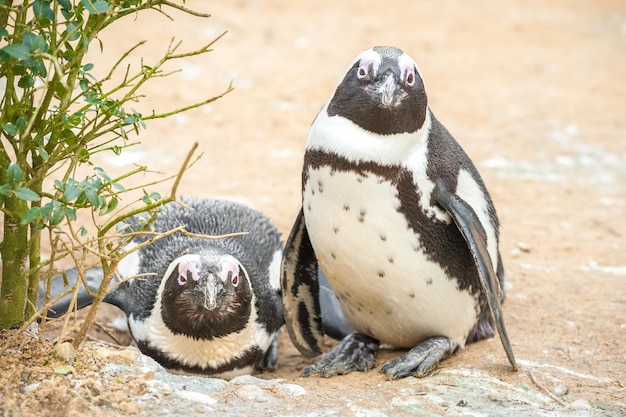 dos jóvenes pingüinos africanos malhumorados en un entorno de playa