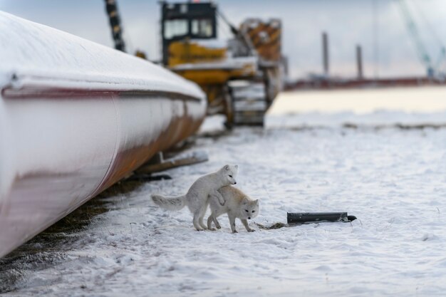 Dos jóvenes zorros árticos jugando en la tundra wilde con antecedentes industriales.