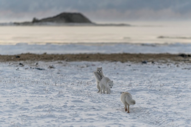 Dos jóvenes zorros árticos jugando en la tundra wilde con antecedentes industriales.