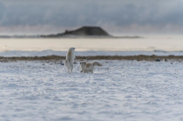 Dos jóvenes zorros árticos jugando en la tundra wilde con antecedentes industriales.