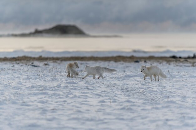 Dos jóvenes zorros árticos jugando en la tundra wilde con antecedentes industriales.