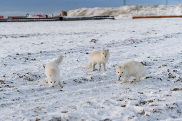 Dos jóvenes zorros árticos jugando en la tundra wilde con antecedentes industriales.