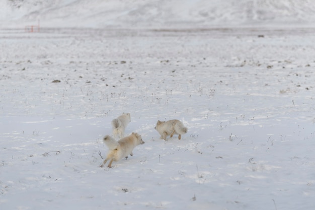 Foto dos jóvenes zorros árticos jugando en la tundra wilde en invierno.