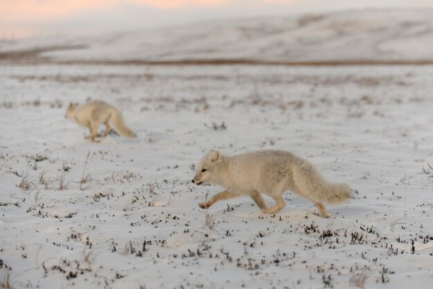 Dos jóvenes zorros árticos (Vulpes Lagopus) en la tundra wilde. Zorro ártico jugando.