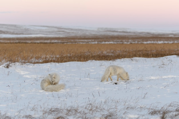 Dos jóvenes zorros árticos (Vulpes Lagopus) en la tundra wilde. Zorro ártico jugando.