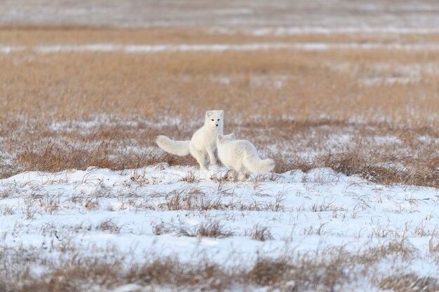 Dos jóvenes zorros árticos (Vulpes Lagopus) en la tundra wilde. Zorro ártico jugando.