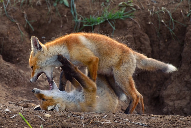 Dos jóvenes zorros jugando cerca de su agujero