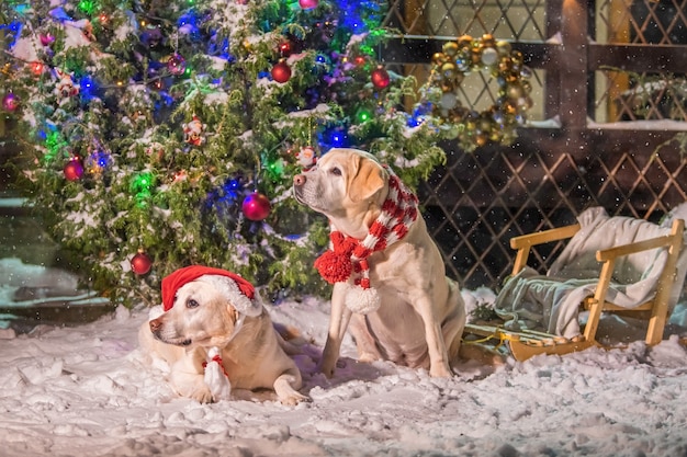 Dos labradores dorados con bufandas se sientan cerca de un árbol de Navidad decorado durante una nevada en invierno en el patio de un edificio de apartamentos.