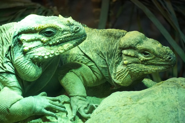 Dos lagartos de iguana y fondo desenfocado