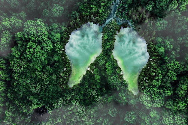 Dos lagos en forma de pulmones en un bosque verde vista superior naturaleza y oxígeno Concepto de calentamiento global Protección del medio ambiente idea creativa Aliento del planeta