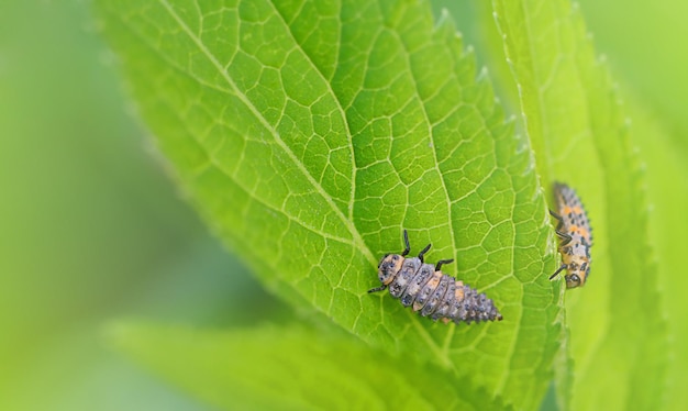 Dos larvas de mariquita en una hoja verde