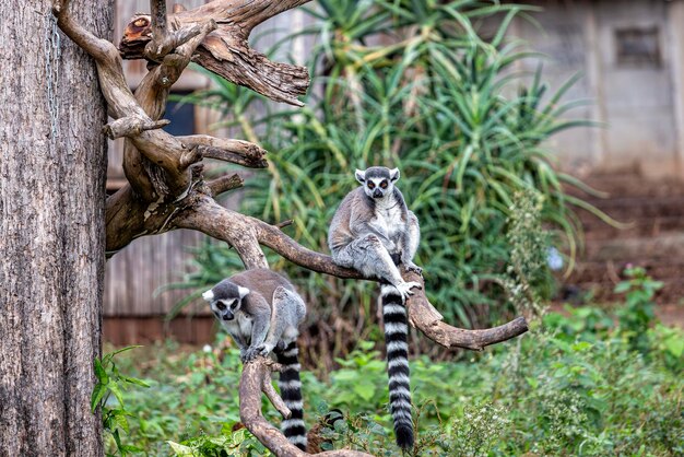 Dos lémures están sentados en una rama de un árbol seco