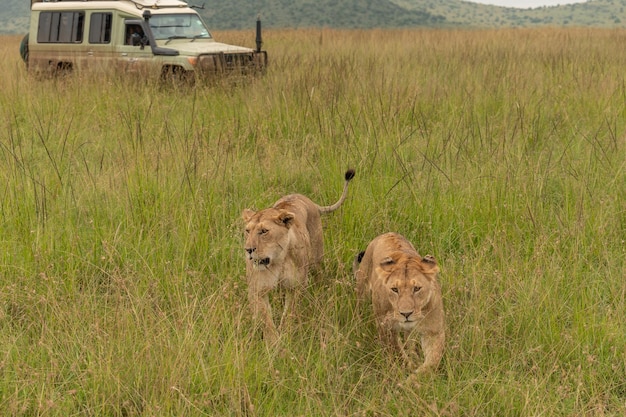 Dos leonas en la hierba en el Parque Nacional Masai Mara