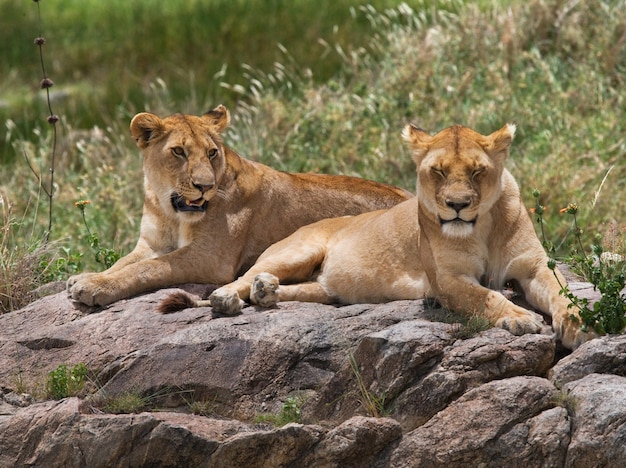 Dos leonas en la sabana. Parque Nacional. Kenia. Tanzania. Masai Mara. Serengeti.