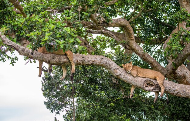 Dos leonas yacen en un gran árbol