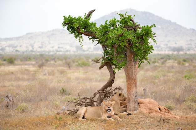 Dos leones descansan a la sombra de un árbol