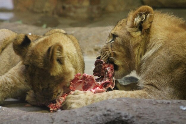 Foto dos leones jóvenes comiendo