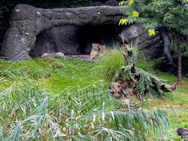 Los dos leones bajo la lluvia