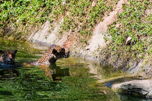 Dos leopardos juegan en el estanque.