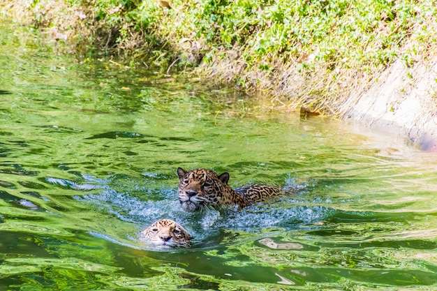 Dos leopardos juegan en el estanque.