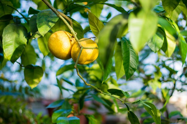 Dos limones amarillos