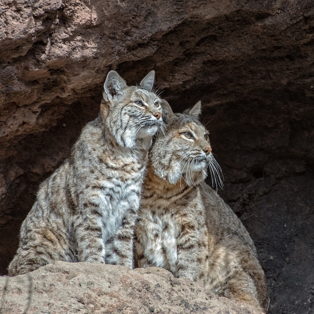 Dos linces muy alertas en una repisa