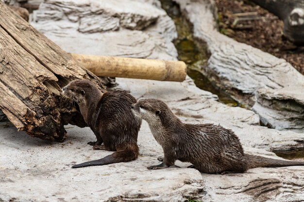 Dos lindas nutrias de río en zoológico