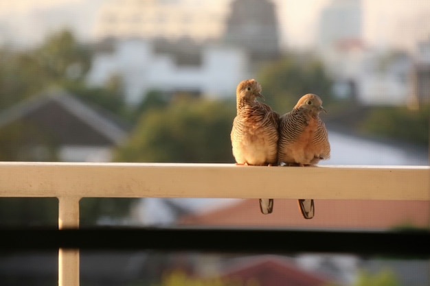 Dos lindas palomas encaramadas en la terraza de un edificio de la ciudad.