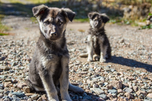 Dos lindo perrito gris en backgroung de escena rural.