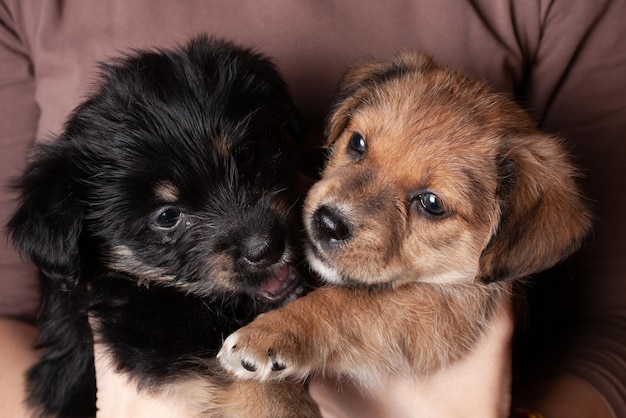 Dos lindos cachorros en los brazos de una chica aferrándose el uno al otro