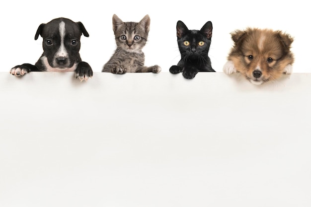 Dos lindos cachorros y dos gatitos colgando sobre una tabla de madera blanca con espacio para texto sobre un fondo blanco