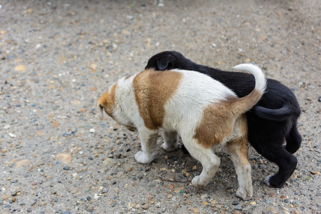 Dos lindos cachorros sin hogar pelean, juegan y se muerden. Uno negro, otro blanco-marrón, manchado. Divertidos juegos de cachorros amigables.