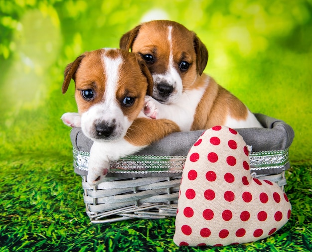 Dos lindos cachorros de jack russell terrier sentados en una canasta de mimbre de Pascua